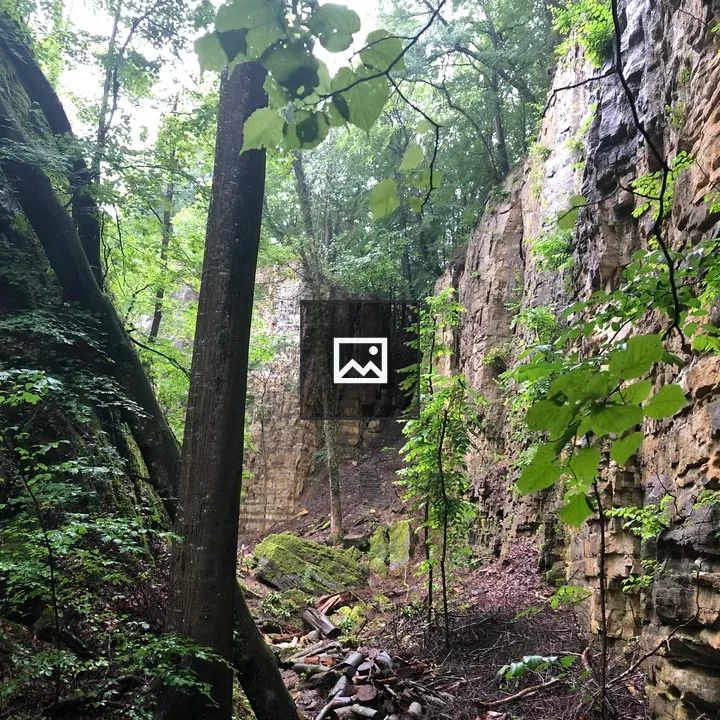 Forest with Rocks and Trees