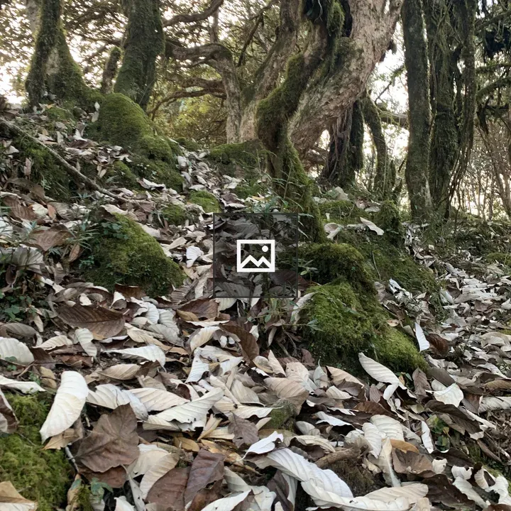 Forest scene with mossy trees