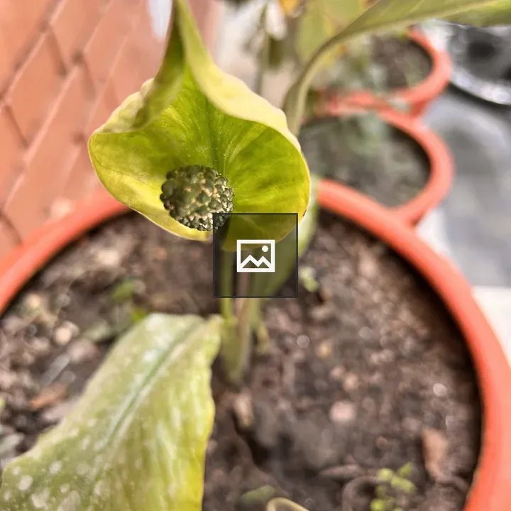 Green plant in red pot