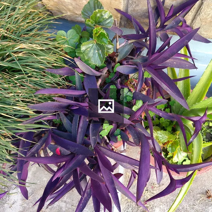 Close-up of Plants in Pots