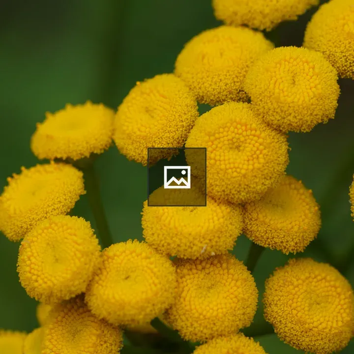 Rainfarn (Tansy) Flower Close-up