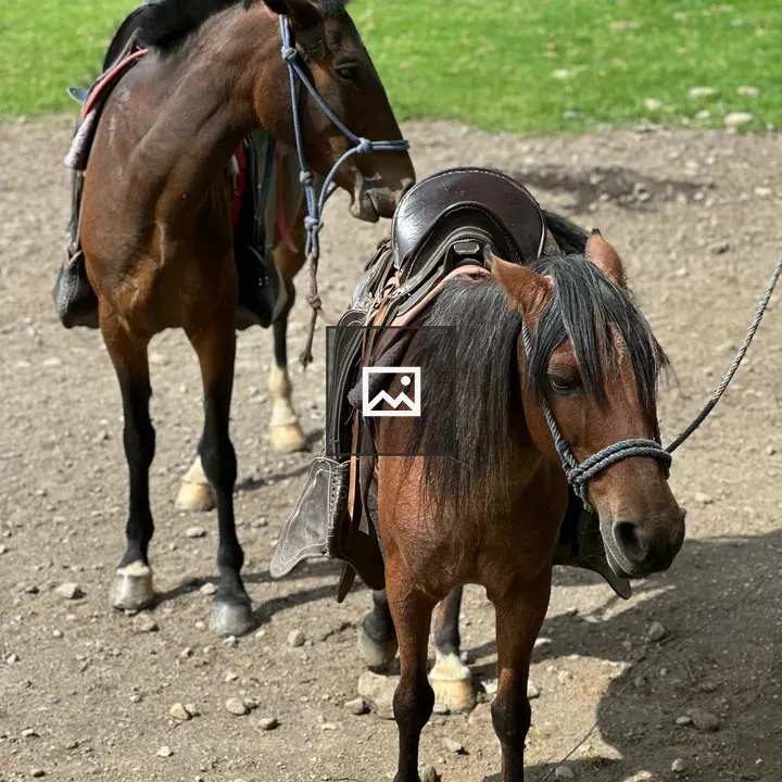 Brown Horse in Dirt Area