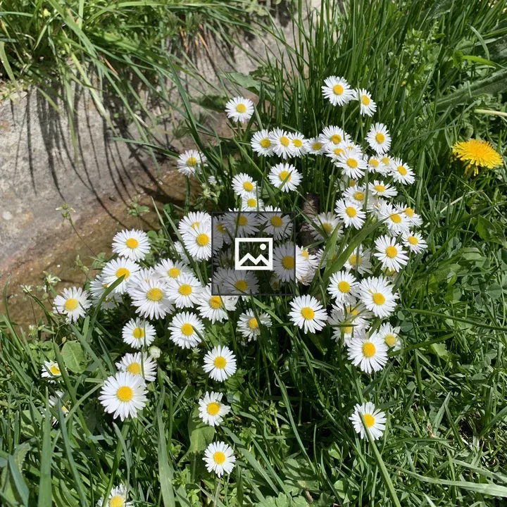 Daisies at Stream Edge