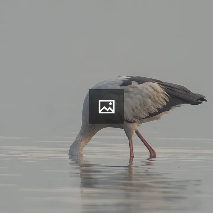 Asian Openbill Stork in foraging pose