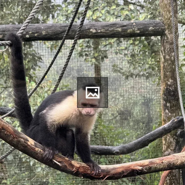 Capuchin Monkey on a Branch