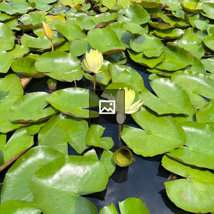 Water lilies on dark pond