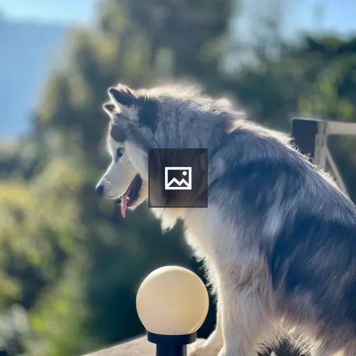 Fluffy gray and white dog beside lamp