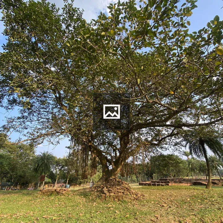 Tree in Sunny Park