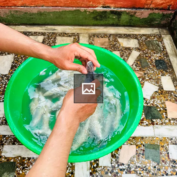 Hand cleaning fish in water