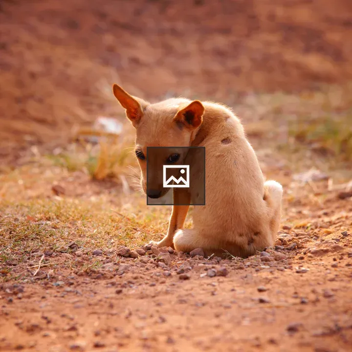 Small brown puppy