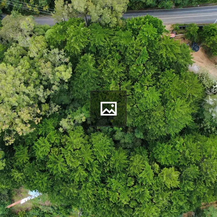 Aerial Forest Road View