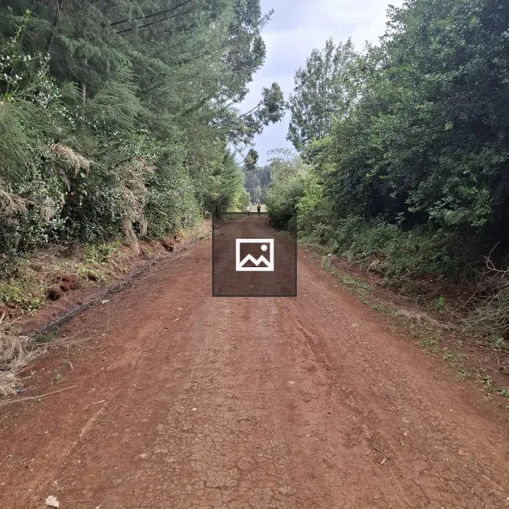 Dirt Road Through Dense Foliage