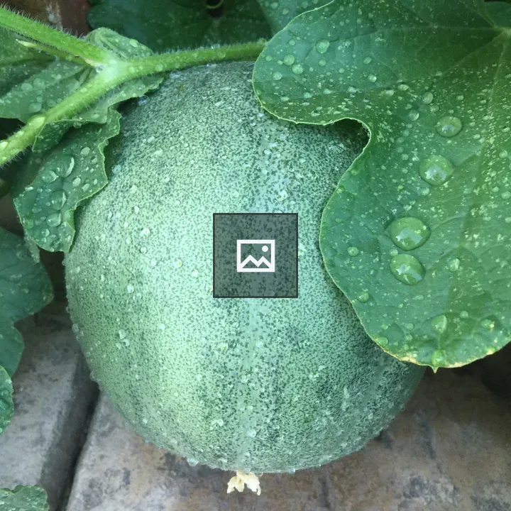 Watermelon in Home Garden