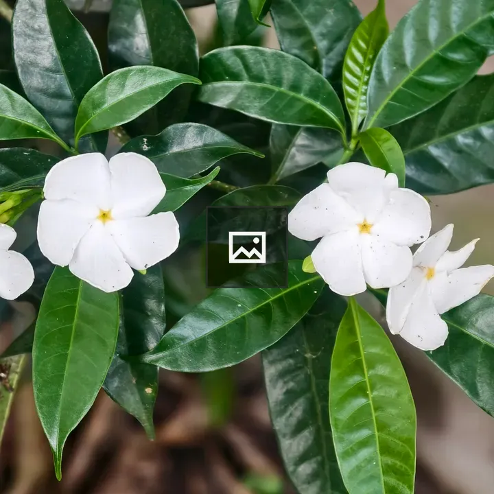 White-petal flowers among leaves