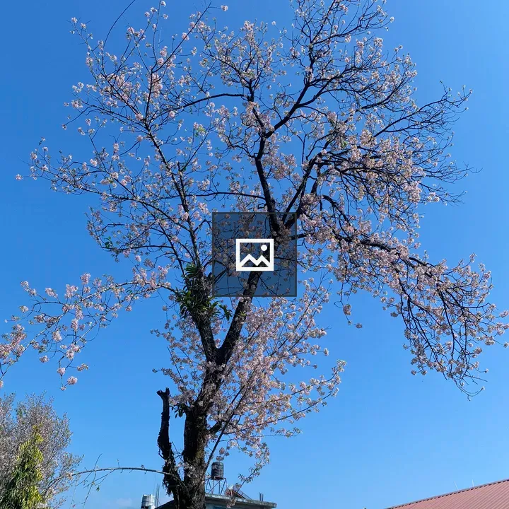 Blossoming tree against sky