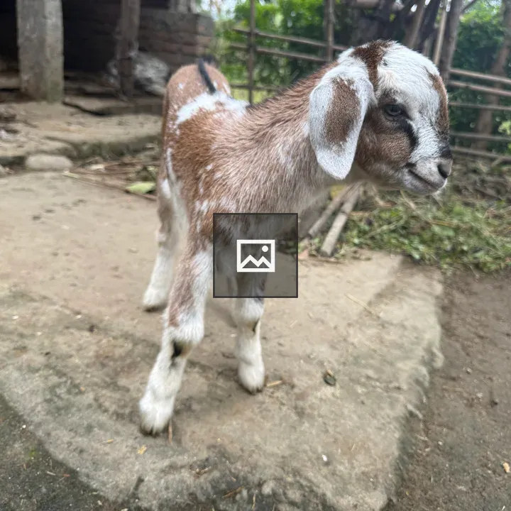 Goat on Stone Surface