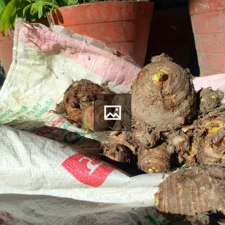 Yams Freshly Dug from Earth