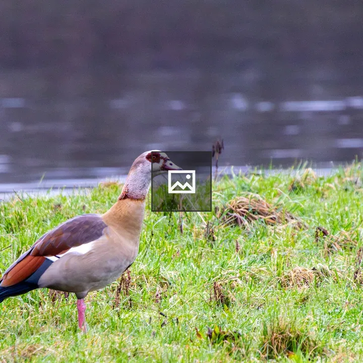 Graceful Egyptian Goose