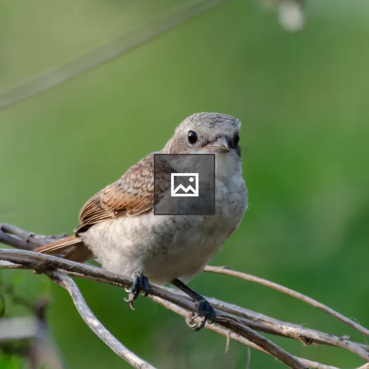 Close-up Shrike on Branch