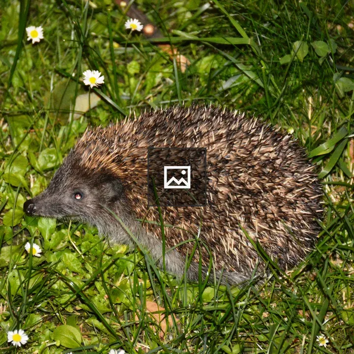Hedgehog Night View