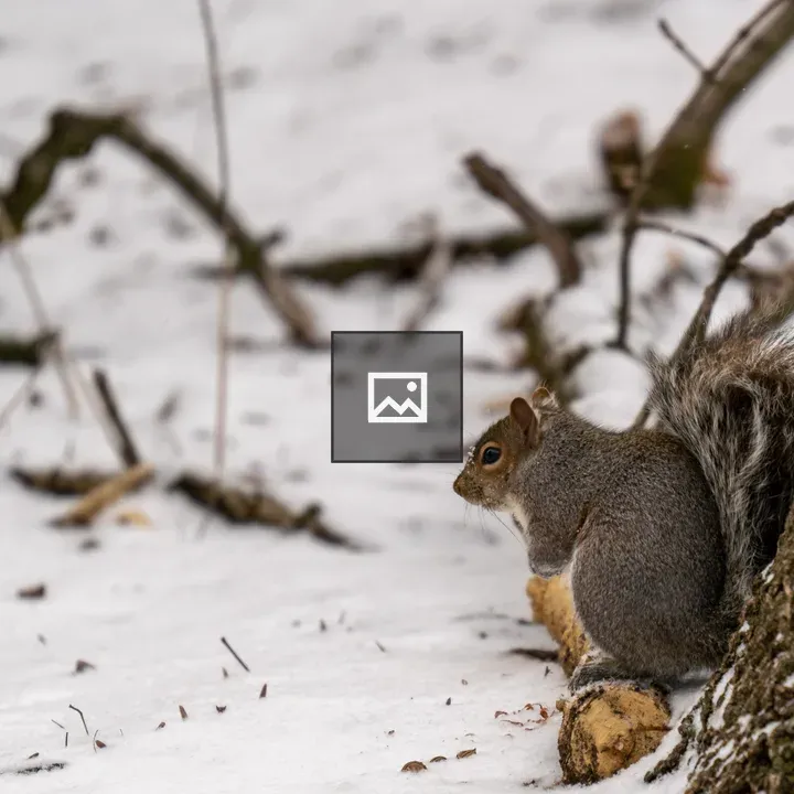 Fox squirrel on a fallen branch