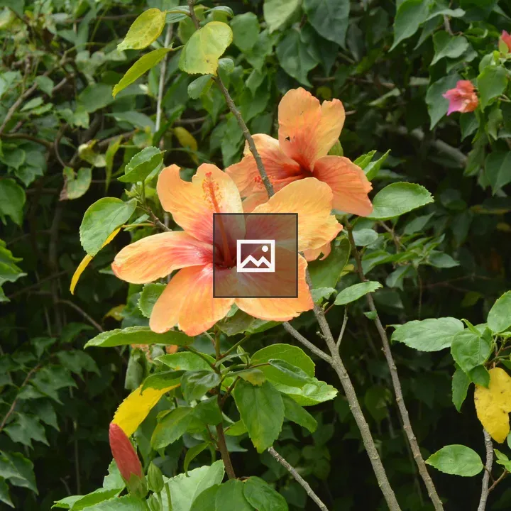Two China Rose Flowers