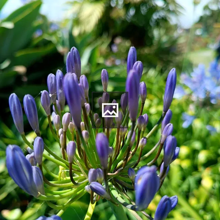 Purple Flower Buds Close-Up