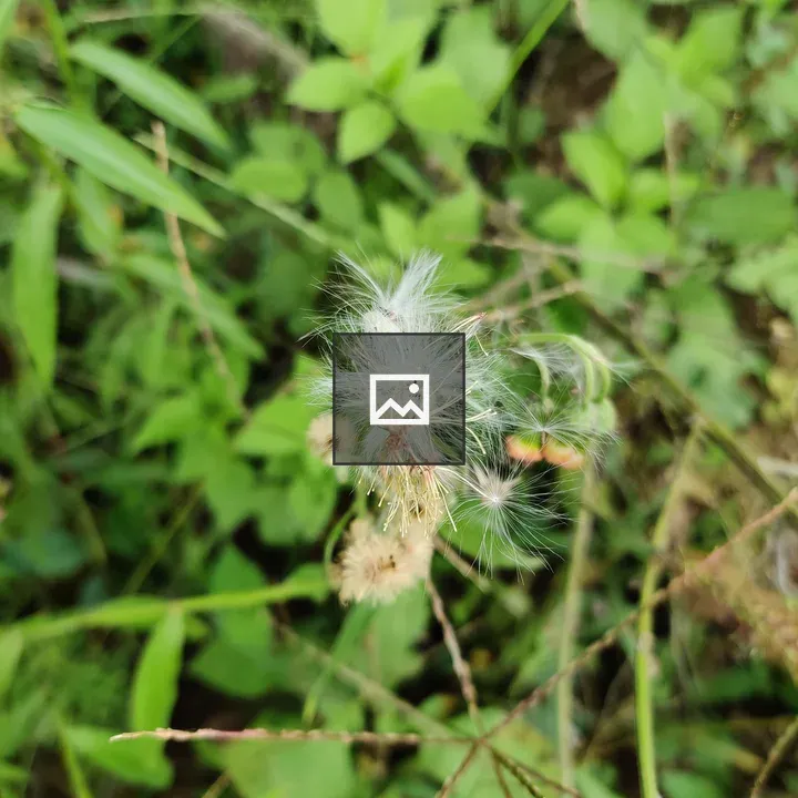 Green and White Flower in Jungle