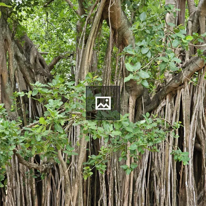 Banyan Tree with Aerial Roots