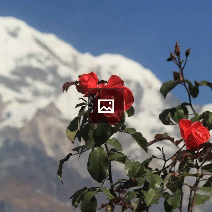 Red Roses with Mountain Backdrop