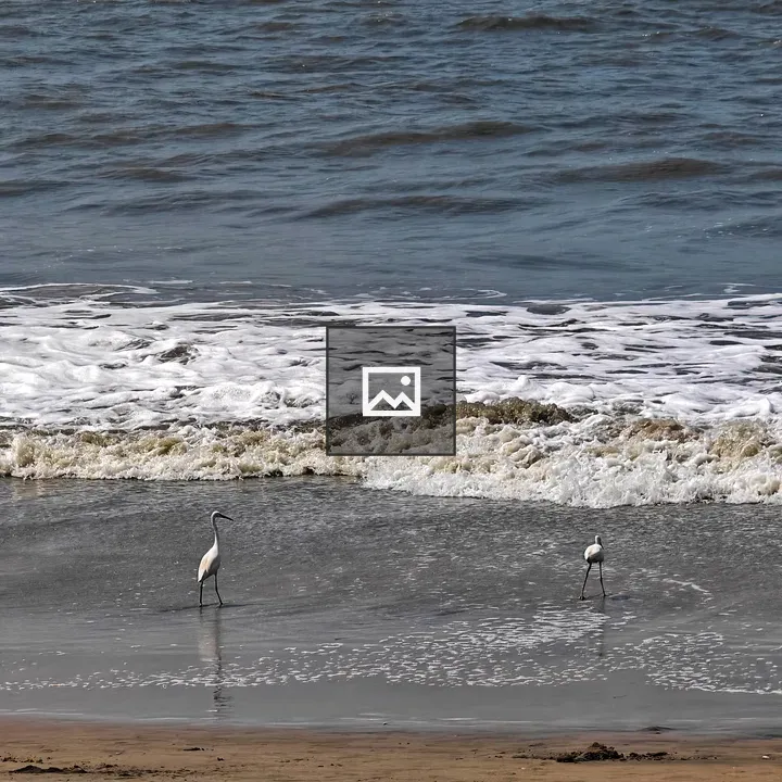 Two wading birds at shoreline