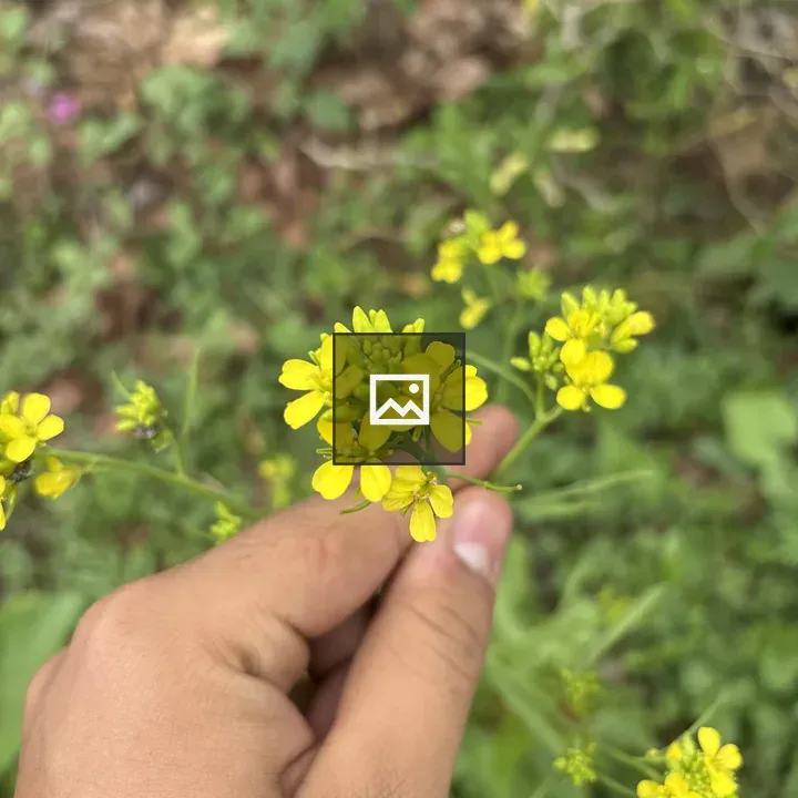 Yellow Flower Cluster in Hand