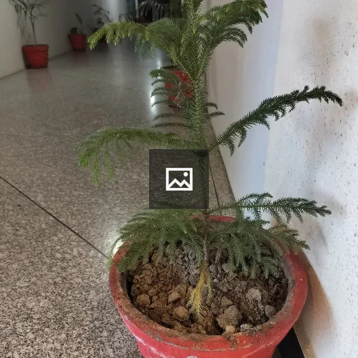 Green indoor Norway spruce