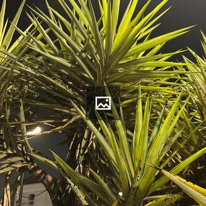 Close-up Leaves in Night Light