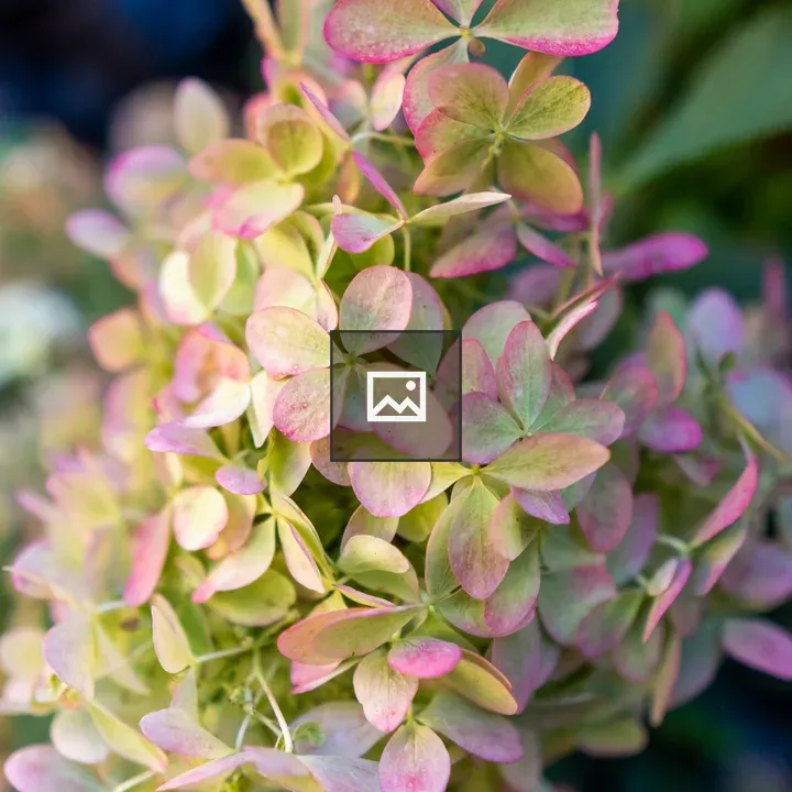 Hydrangea Close-Up Flowers
