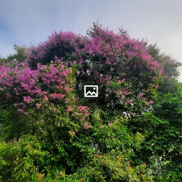 Tree with pink queen's crape blossoms