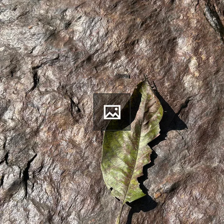 Green leaf on brown rock