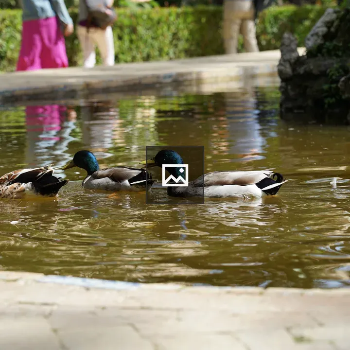 Three ducks with green heads