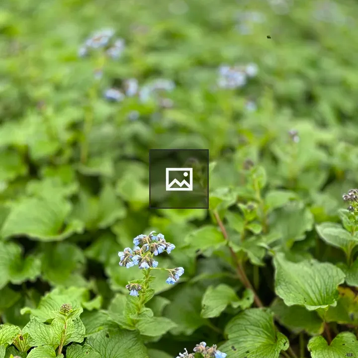 Blue flowers among green leaves