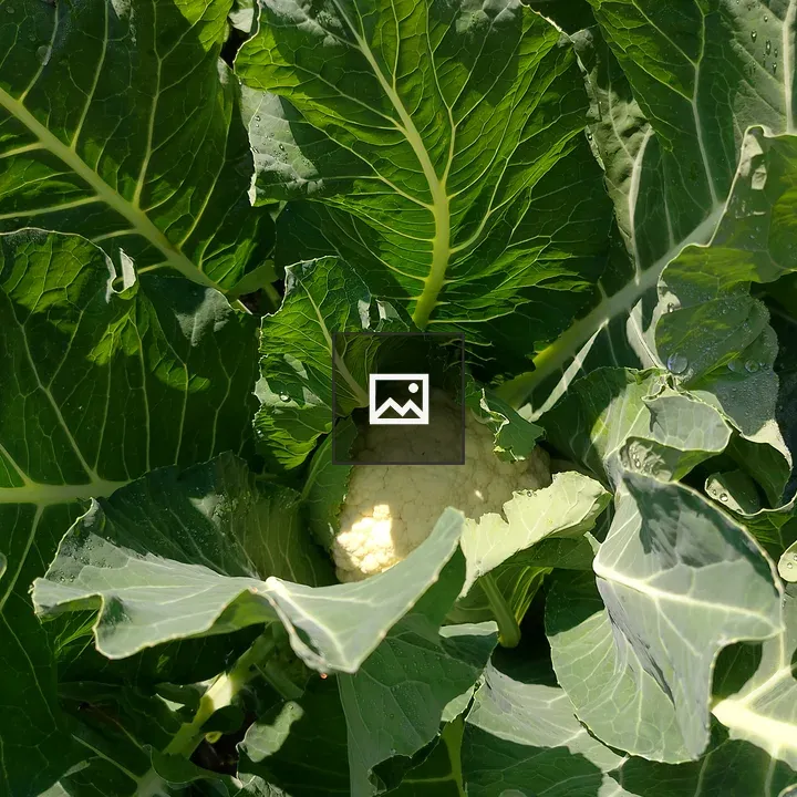 Cauliflower with Green Leaves