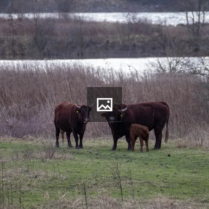 Brown longhaired cows with calf