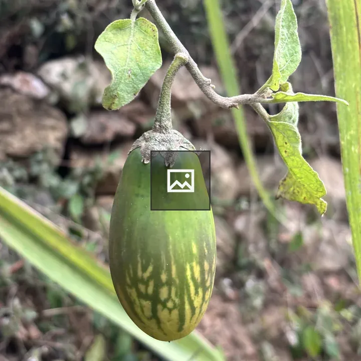 Green Eggplant Close-Up
