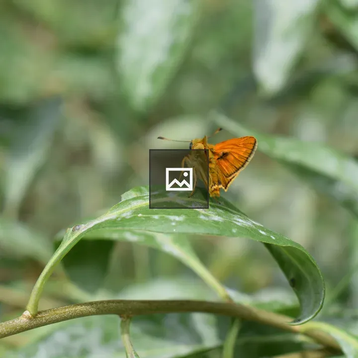 Bright orange butterfly on leaf