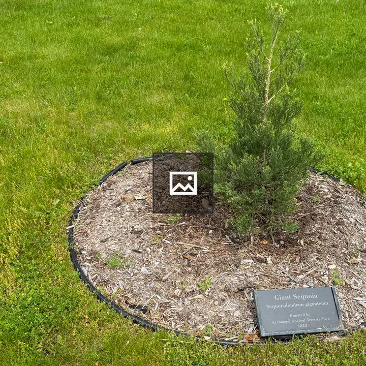 Baby tree with Giant Sequoia sign