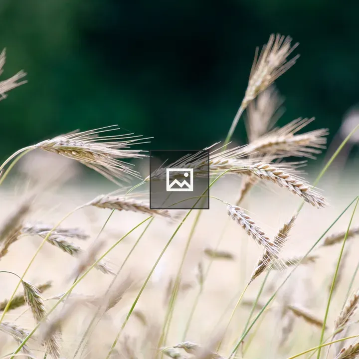 Close-up of grain in nature