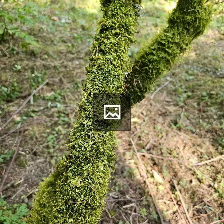 Green Moss on Tree Branches