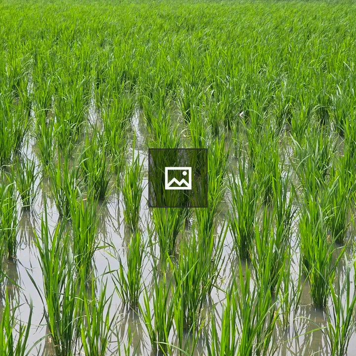 Rice paddy field with young plants