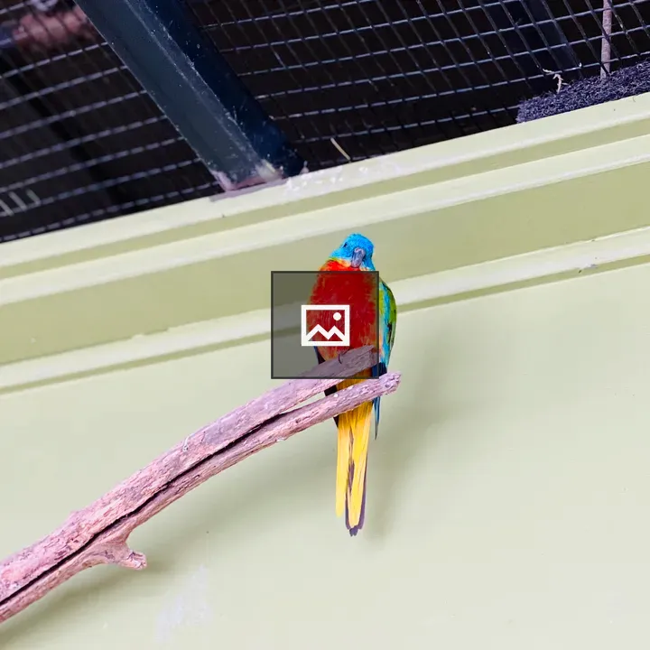 Bird with Red Chest and Blue Head