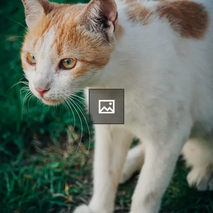 Adorable tabby cat