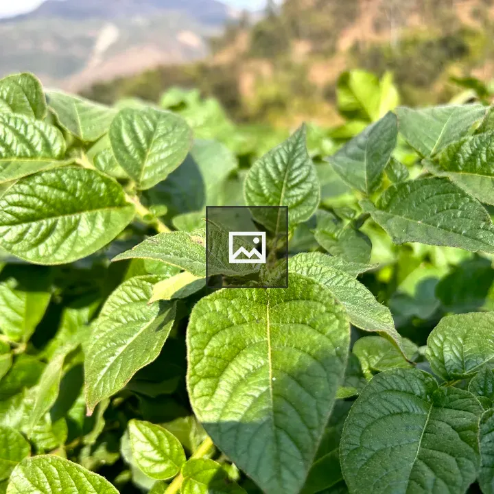 Potato Leaves Closeup